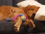 Golden+Retriever+Sleeping+with+a+Toy