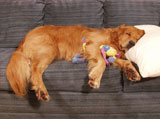 Golden+Retriever+Sleeping+with+a+Toy