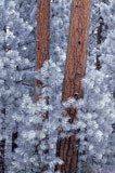 Snowy+Pine+Trees