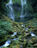 Waterfalls+and+Streams+in+the+Forest