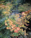 Autumn+Foliage+by+a+Forest+Stream