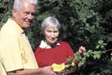 Senior+Couple+Picking+Blackberries+Together