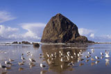 Flock+of+Seagulls+on+a+Rocky+Beach