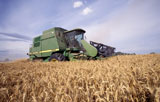 Machine+Harvesting+Wheat