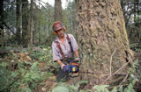 Logger+Chainsawing+a+Tree