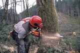 Lumberjack+Cutting+Down+a+Tree