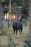 Moose+in+a+New+Hampshire+Forest