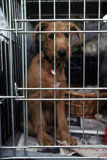 Sad+Puppy+in+a+Cage