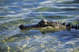 Alligator+in+Clear+Water