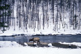 Elk+in+Winter+River