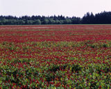 Meadow+Full+Of+Red+Flowers