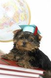Yorkshire+Terrier+Graduating+From+College