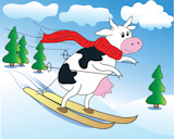 Cow on ski