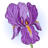 Hand drawn illustration of a purple iris
