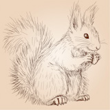 Cute fluffy squirrel with a nut