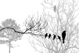 birds silhouette on wood branch, vector illustration