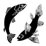 set of fish on white background, vector illustration