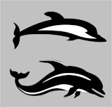two dolphins on gray background, vector illustration