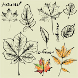 art sketching set of vector leaves symbols elements