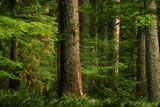 Grove+Of+Redwood+Trees