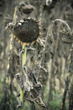 Dried+Up+Sunflowers