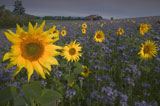 Sunflowers+Standing+Tall+In+A+Field+Of+Purple+Flowers+On+A+Rural+Farm
