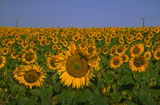 Sunflower+Field