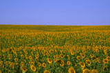 Sunflower+Fields