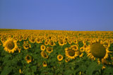 Sunflower+Fields+Stretching+To+The+Horizon