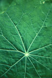Glowing+Veins+Of+A+Green+Leaf
