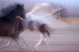 Galloping+Horses