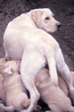 Mother+Dog+Feeding+Puppies