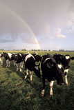 Group+of+Cows+Standing+Under+Rainbow