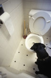 Dog+Drinking+Toilet+Water