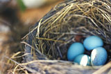 Nest+of+Robin+Eggs