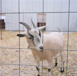 Goat+Standing+In+A+Cage+And+Looking+At+You