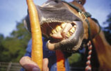Hand+Feeding+A+Horse+A+Carrot