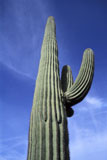 Cactus+Extending+Into+Blue+Sky