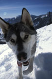 Dog+Hiking+Through+Snow