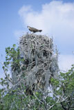 Osprey+Perched+on+Huge+Nest