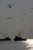 Seagulls+Flying+over+Shrimp+Boats