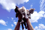 Holding+Three+Kittens+Up+in+the+Air