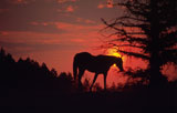 Horse+on+a+Hill+at+Sunset