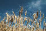 Wheat+in+Field