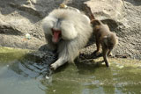 Baboon+drinking+water+with+its+young+one