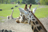 Close-up+of+a+giraffe