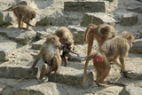 Group+of+baboons+on+rocks