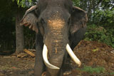 Impressive+bull+elephant+at+the+Pinnawela+Elephant+Orphanage%2C+Sri+Lanka