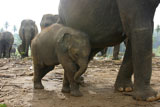 baby+elephant+seeking+protection+next+to+it%27s+mother