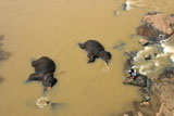 Two+elephants+bathing+in+a+river+near+the+Pinnawela+Elephant+Orphanage%2C+Sri+Lanka